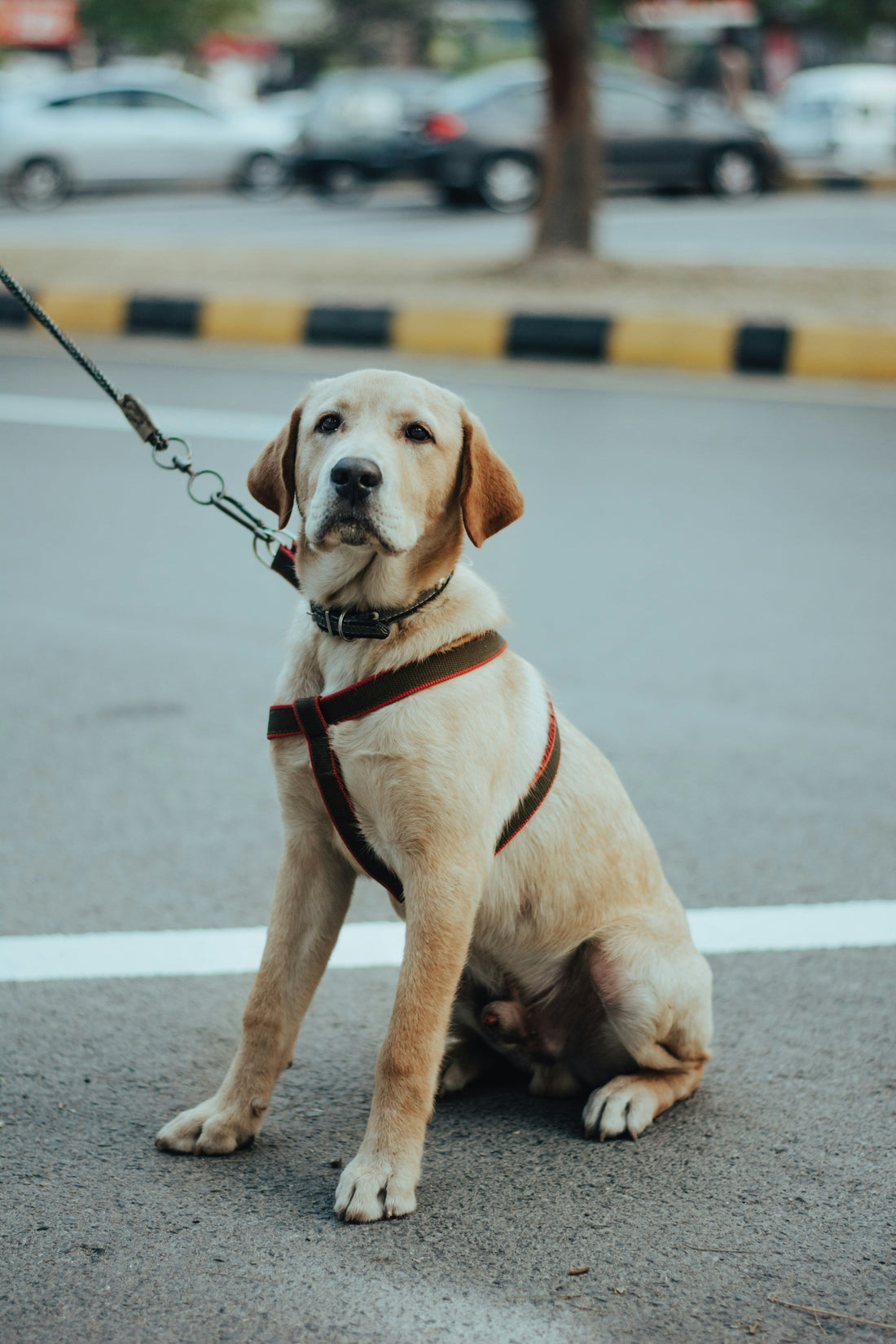 How to Create Emotional Stability in Dogs: Building Calmness From Within