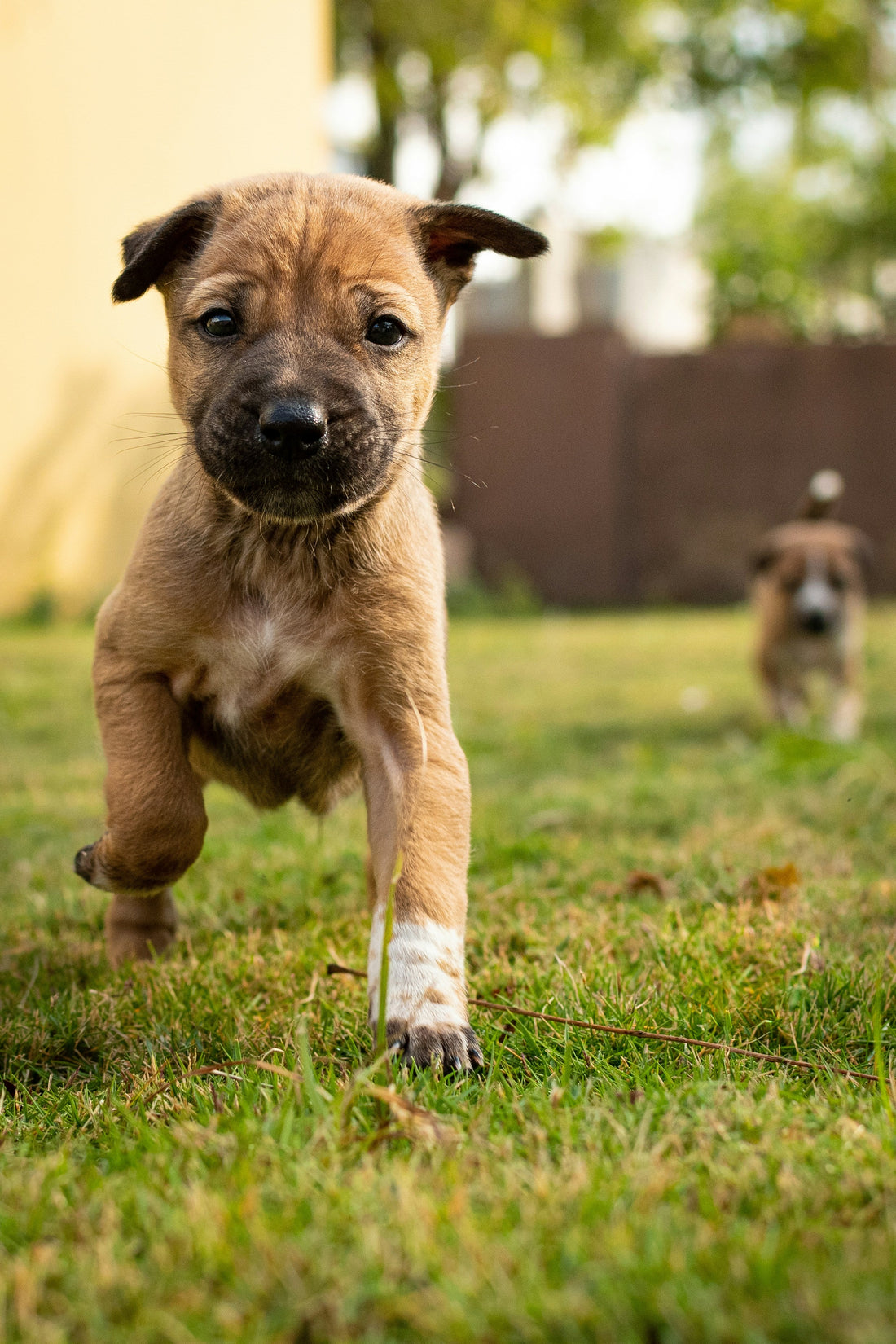 Creating a Preventative Wellness Plan for Your Dog