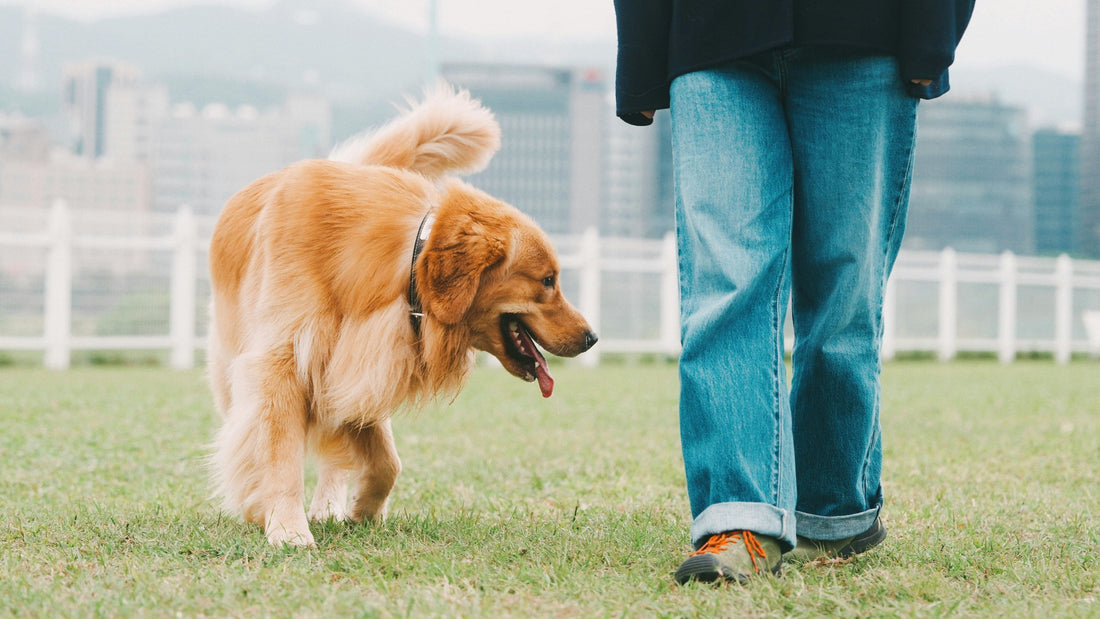 How Pet Owners Can Maintain a Clean Home Without Stress: Practical Strategies That Truly Work