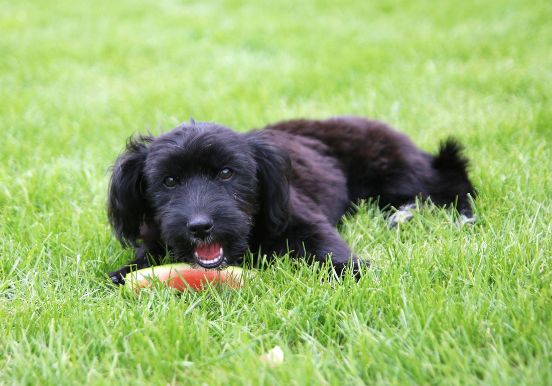 How to Improve Indoor Dog Sleep Quality: A Complete Guide for Better Rest and Long-Term Wellness