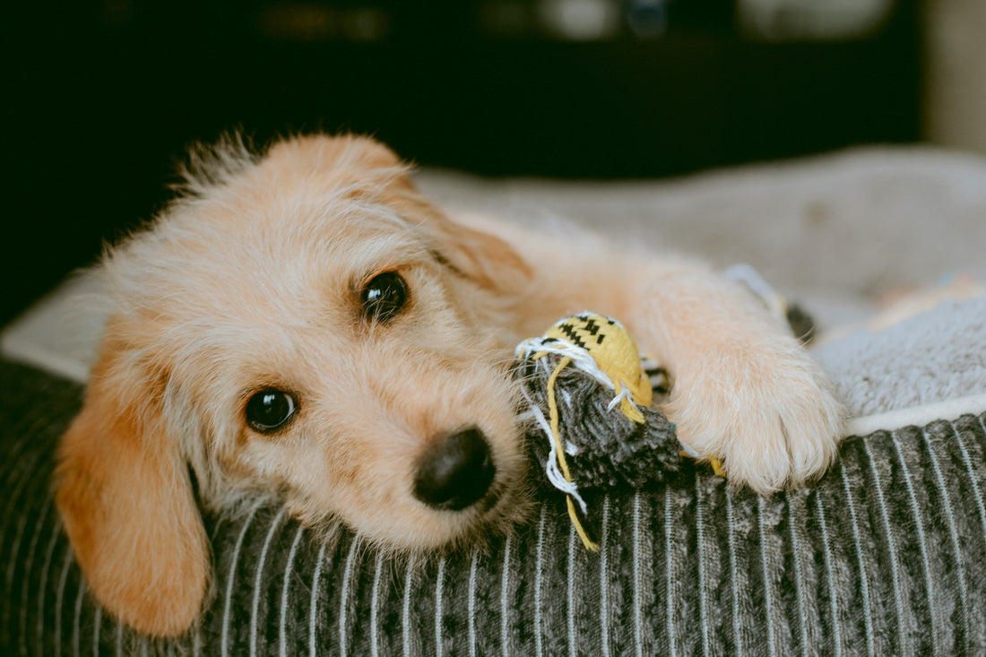 Why Mental Stimulation Is Essential for Dogs: Supporting Cognitive Health and Emotional Balance