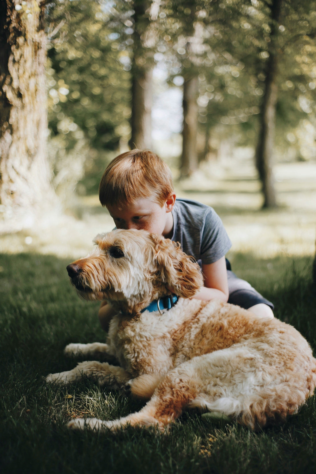 The Connection Between Pet Stress, Immune Health, and Long-Term Wellness