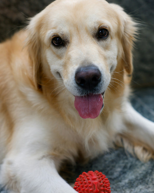 Emotional Wellness in Multi-Pet Households: Creating Balance, Trust, and Harmony