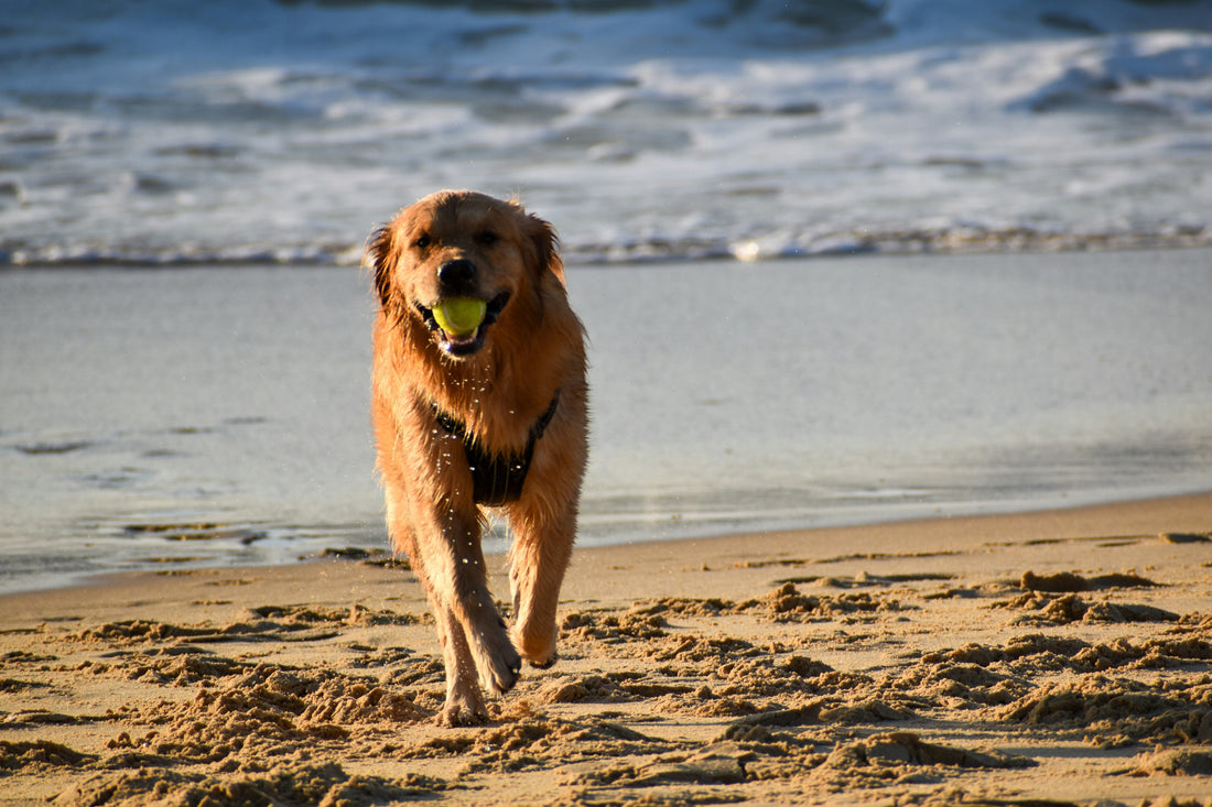 How to Create a More Emotionally Healthy Life for Your Dog: Supporting Stability, Comfort, and Daily Balance