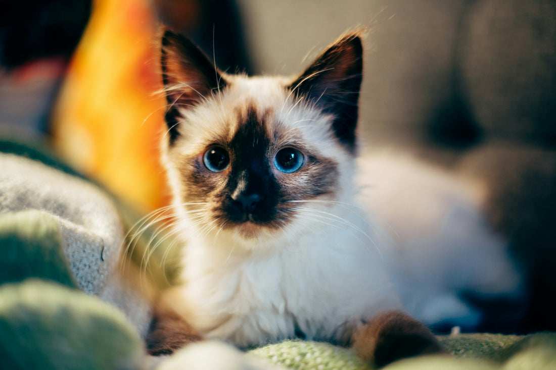 How Proper Pet Nutrition Supports Immune Health and Reduces Stress Naturally