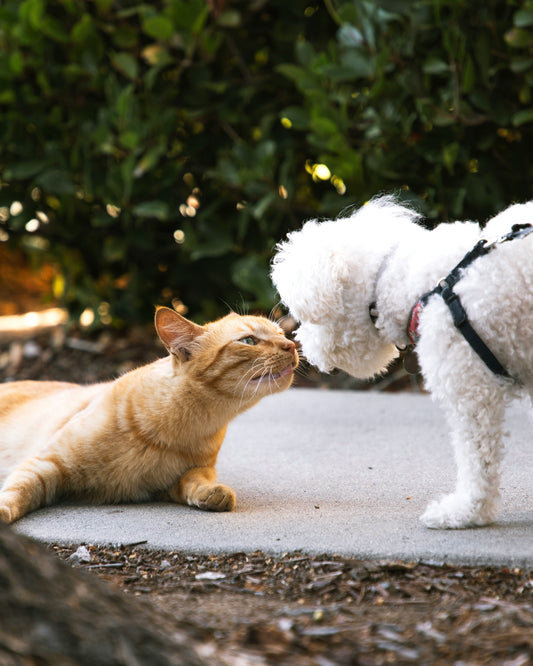Understanding Your Pet’s Body Language: How to Read Your Dog and Cat’s Signals for Better Care