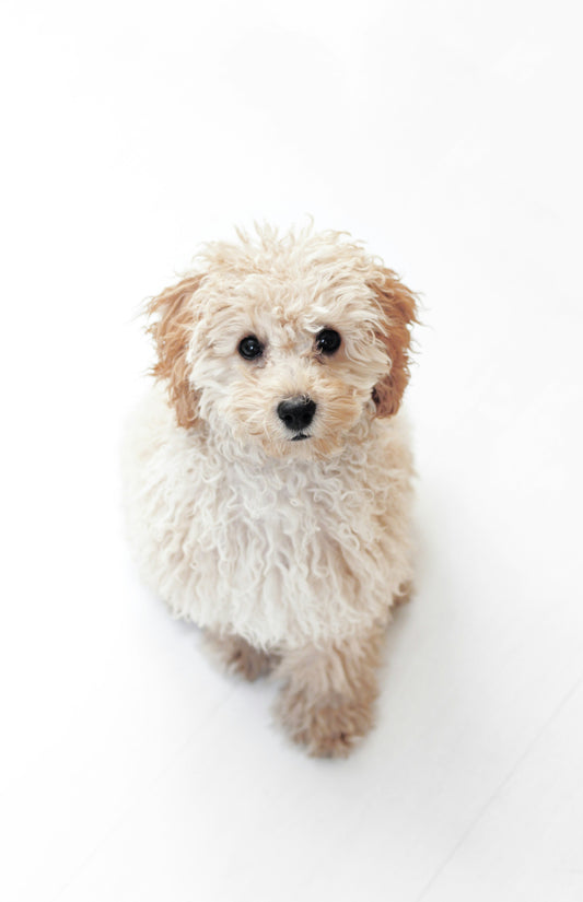 How Your Dog’s Environment Shapes Daily Behavior: Creating a Space That Supports Calm and Balance