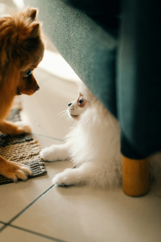 How to Create a Safe Space for Your Pets at Home: A Complete Guide for Comfort and Security