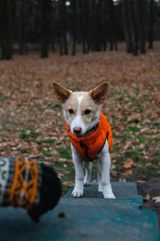 How to Build a Consistent Daily System for Your Dog: Turning Care Into a Reliable Structure