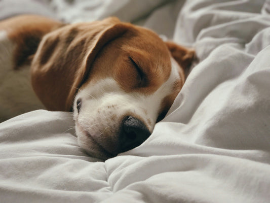 How to Support Your Dog’s Daily Well-Being: Creating a Life of Stability, Comfort, and Care