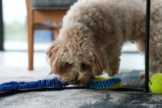 How to Support Better Emotional Recovery for Your Dog: Helping Dogs Relax and Recharge Naturally