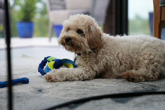 How to Support a Happier and Healthier Life for Your Dog: Creating Daily Wellness Through Balance and Stability