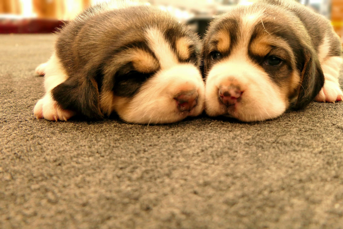 Helping Your Pet Take Medication Without Stress or Resistance