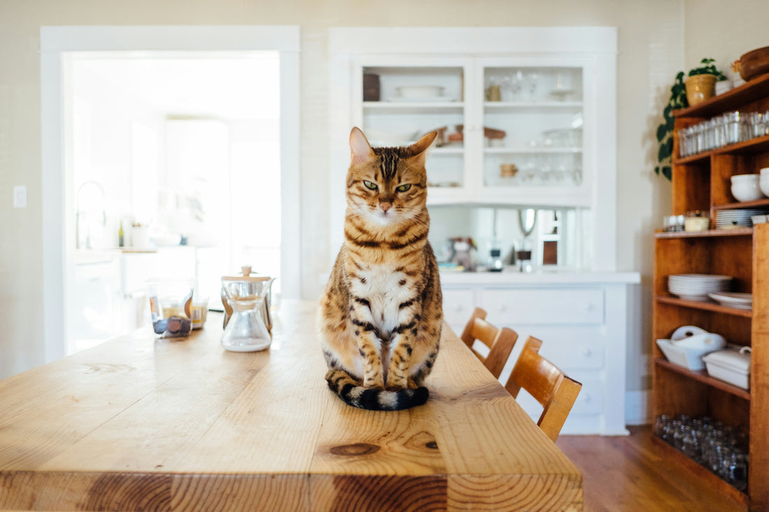 Understanding Pet Stress Signals: How to Recognize Anxiety Early and Protect Your Pet’s Health