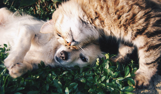 Dog digestive health and probiotics