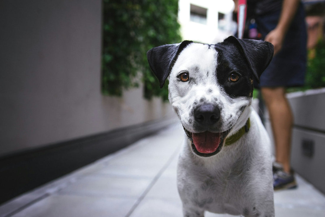Dog happily working through an interactive puzzle toy to find treats