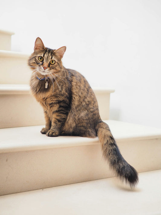 Kitten litter box training