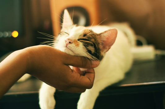 Senior cat resting peacefully at home after being adopted