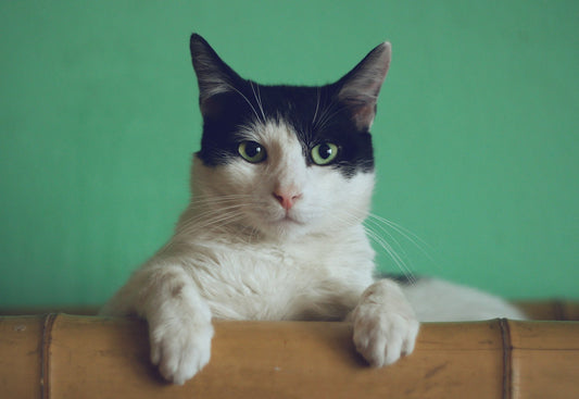 Cat vocalizing with expressive open mouth