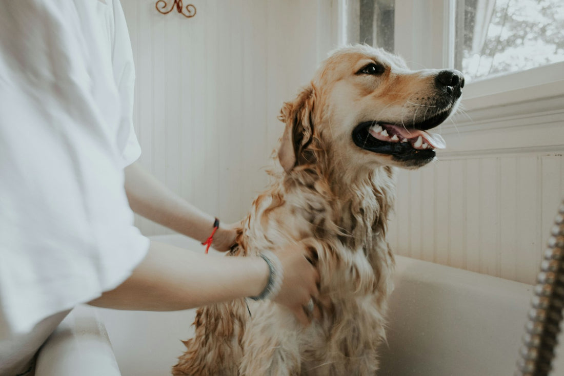 Pet owner carefully trimming a dog's nails with quality clippers