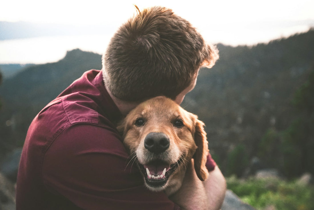 Dog sleep routine and rest