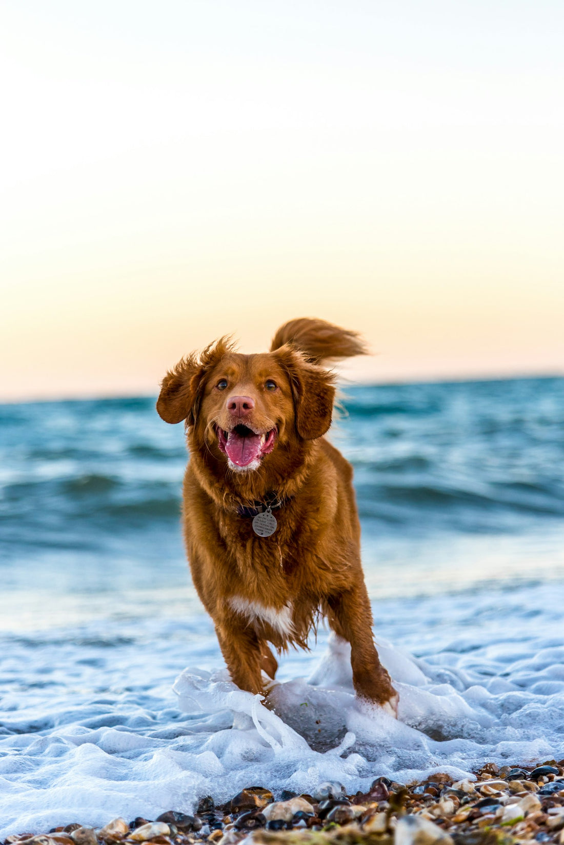 Energetic dog running outdoors getting the exercise it needs