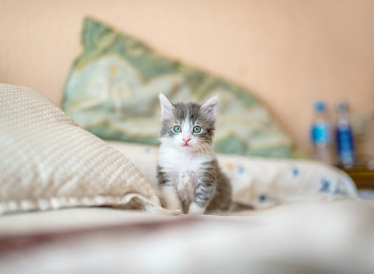 Cat emergency first aid