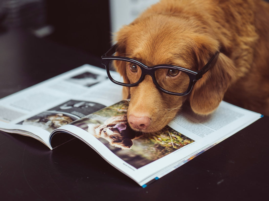 Dog skin health care