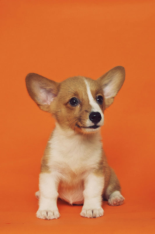 Professional dog grooming