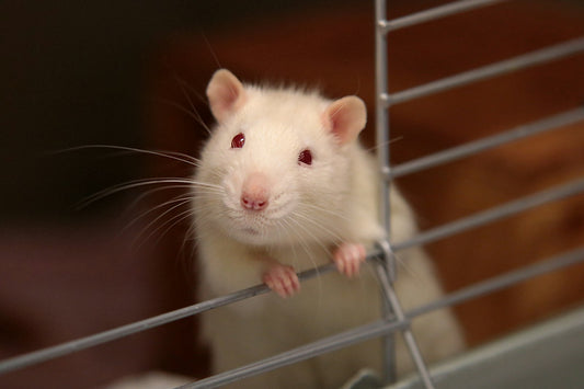 Winter pet care cold weather
