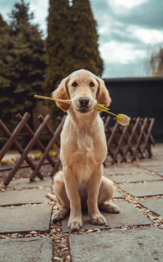 Happy Golden Retriever outdoors in sunny park setting