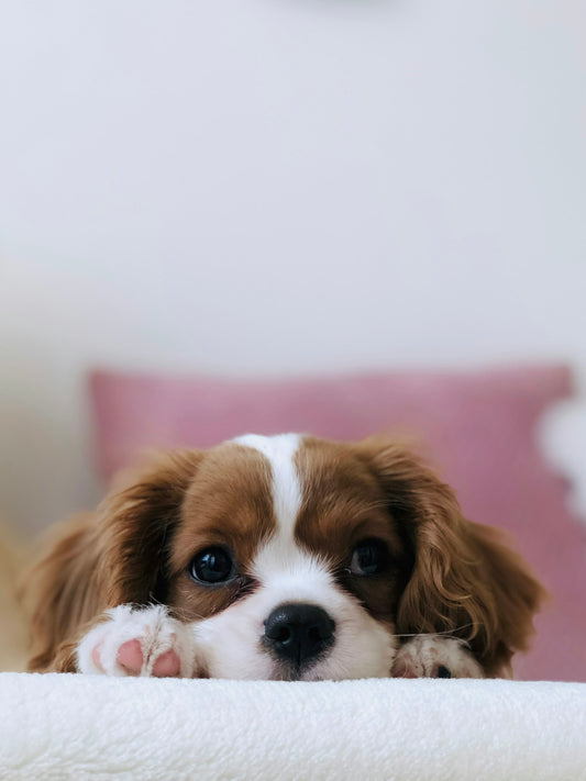 Rescue dog being socialized