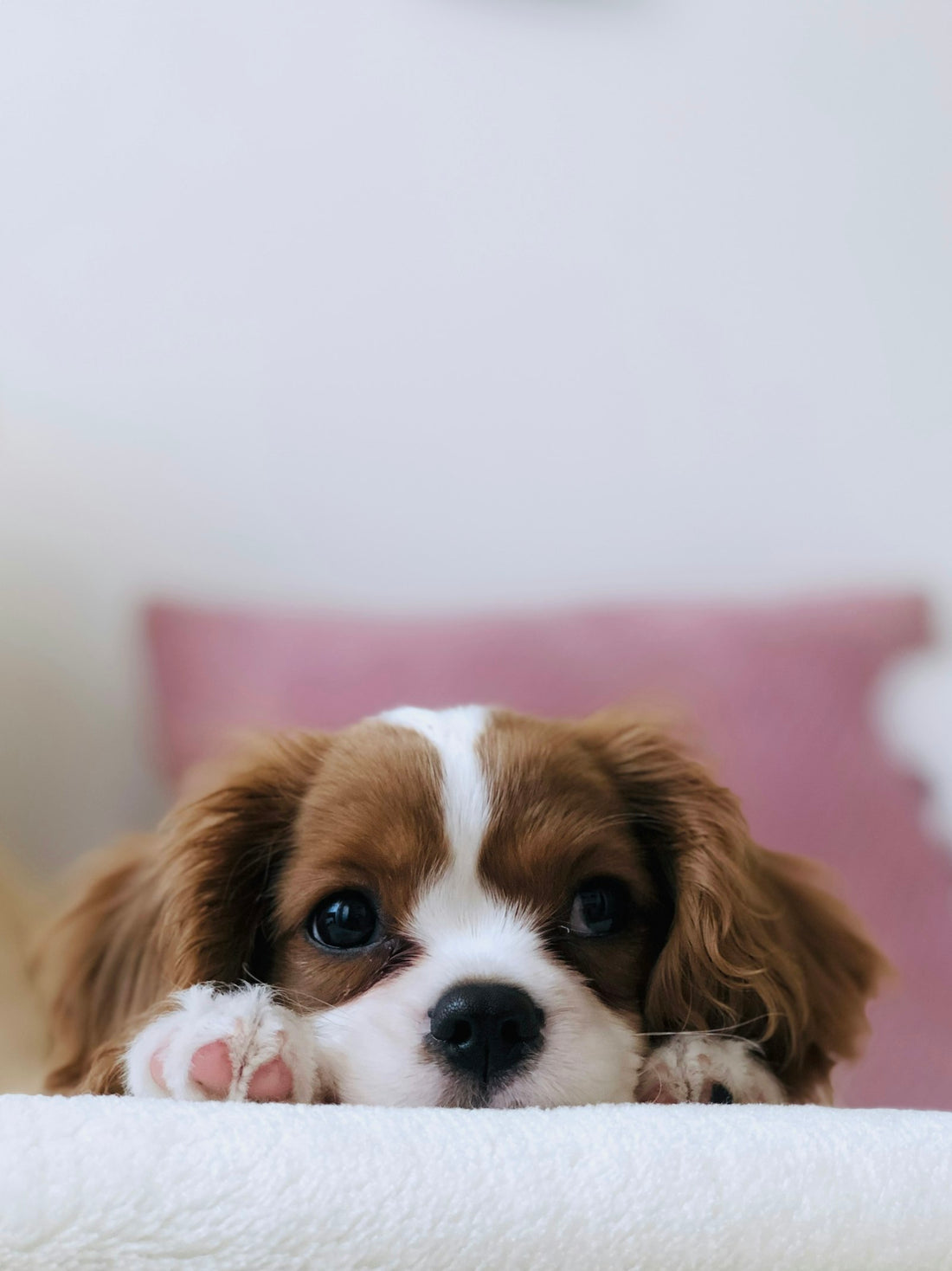 Dog health supplements coconut oil