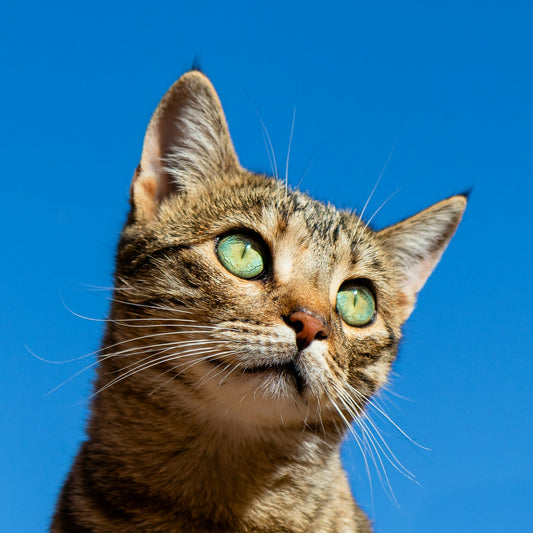 Curious cat exploring a home environment safely