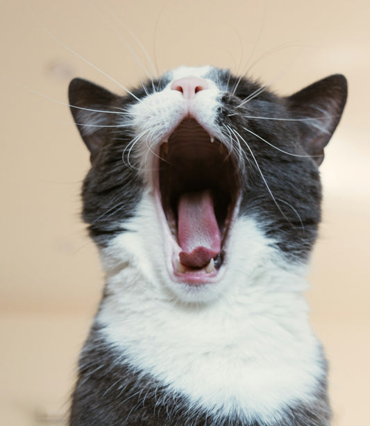 Anxious cat comfort tips