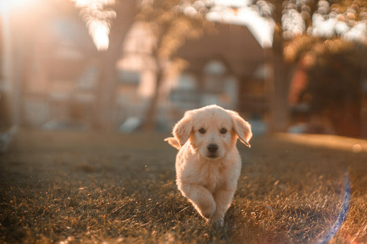 Pet owner reviewing pet insurance policy with dog by their side