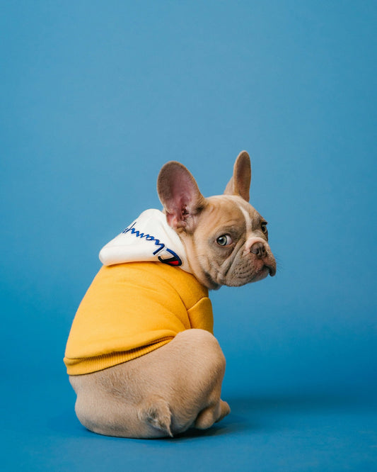 French Bulldog sitting comfortably in a home environment