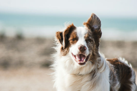 Pet receiving veterinary examination and treatment for skin condition