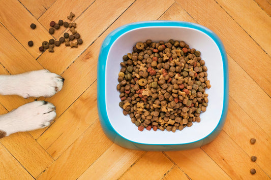Probiotic supplement capsules for dogs digestive health
