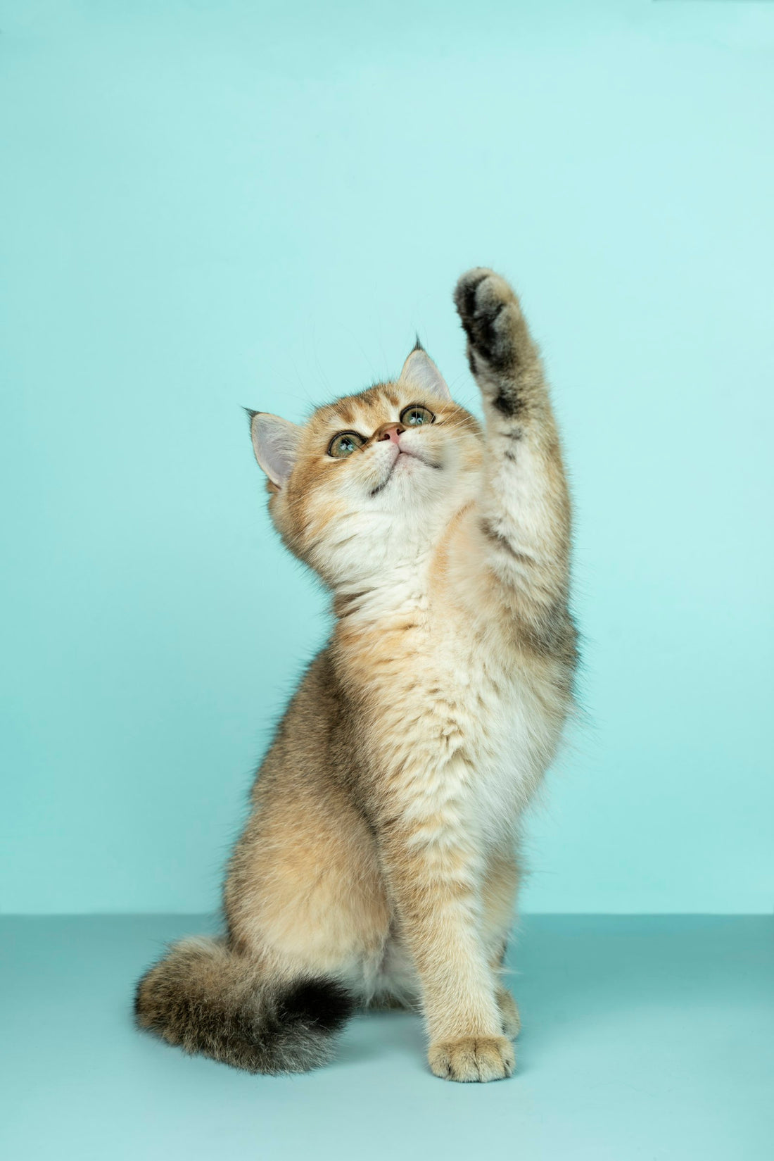 Cat skin allergy care