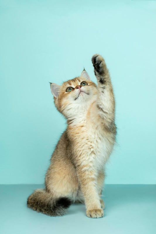 Cat skin allergy care