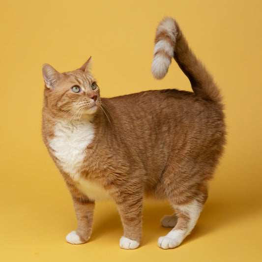 Cat litter box care