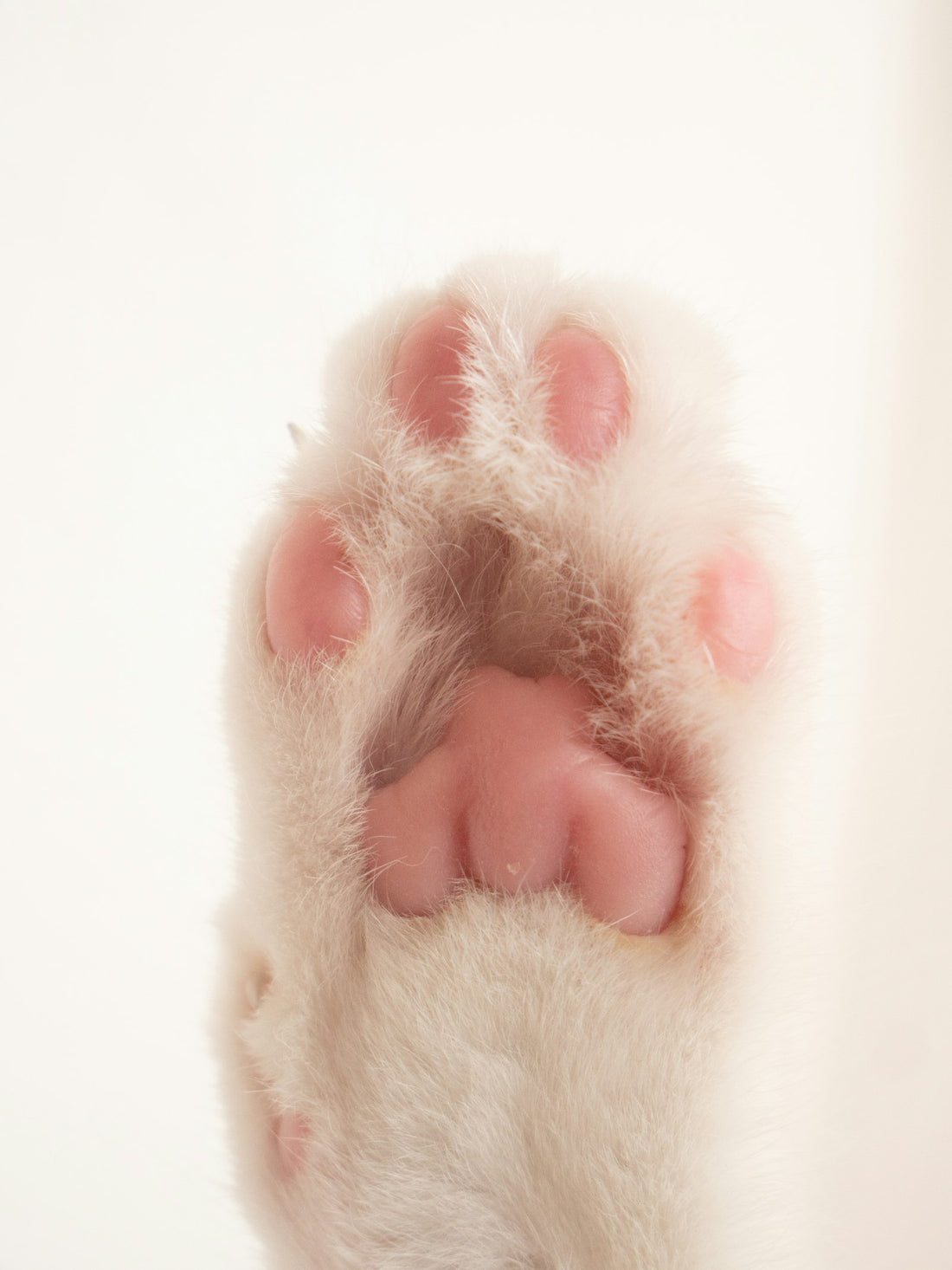 Preventive pet care vet visit
