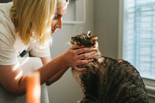Veterinarian examining a pet during preventive wellness checkup