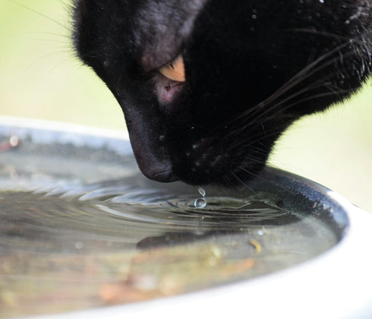 Curious cat behavior