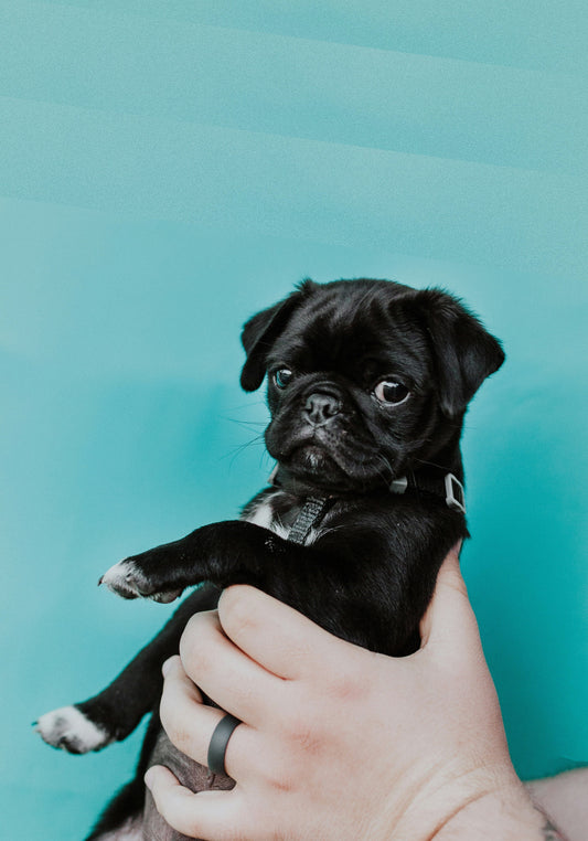 How Predictable Daily Routines Reduce Anxiety and Stress in Pets