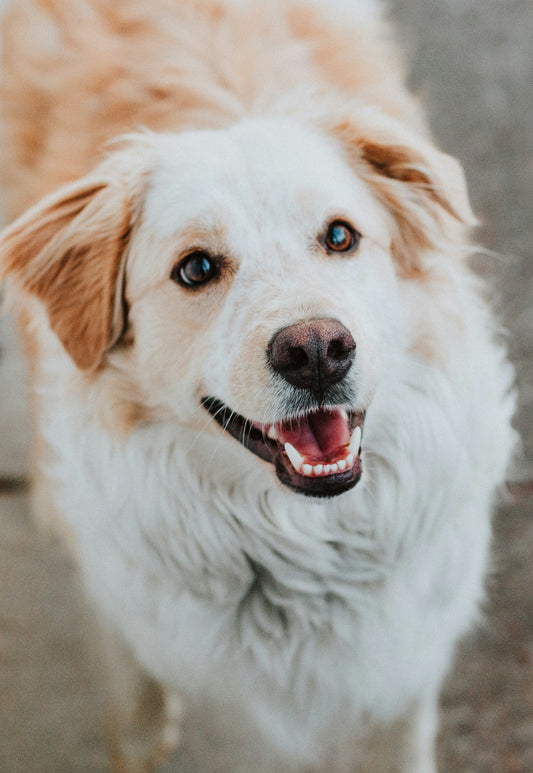 How to Build a Calm Daily Supplement Routine for Your Pet