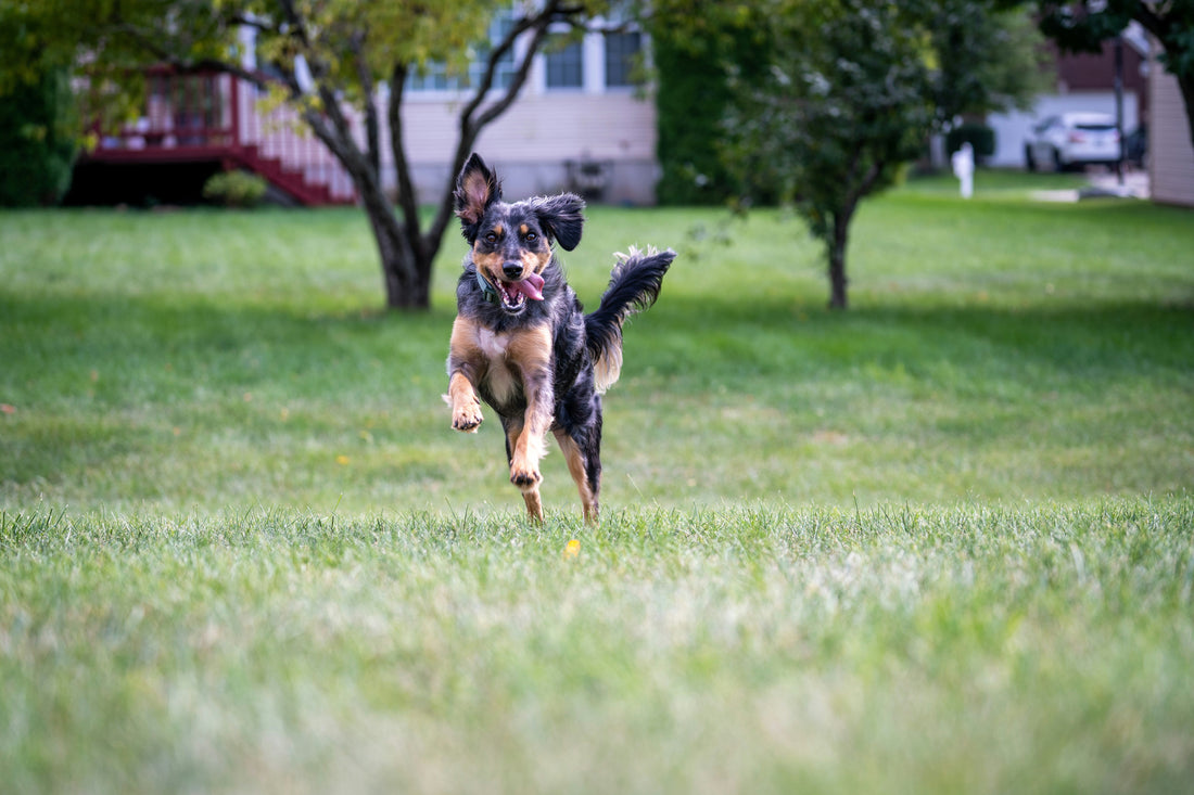 How to Support Your Dog’s Mental Well-Being: Creating a Calm and Engaged Mind