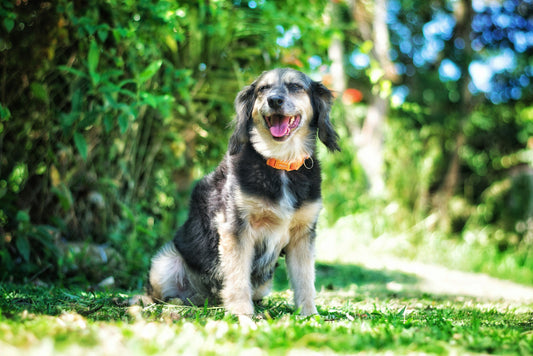 The Story Behind DearPaw: Designing a Life of Calm Strength
