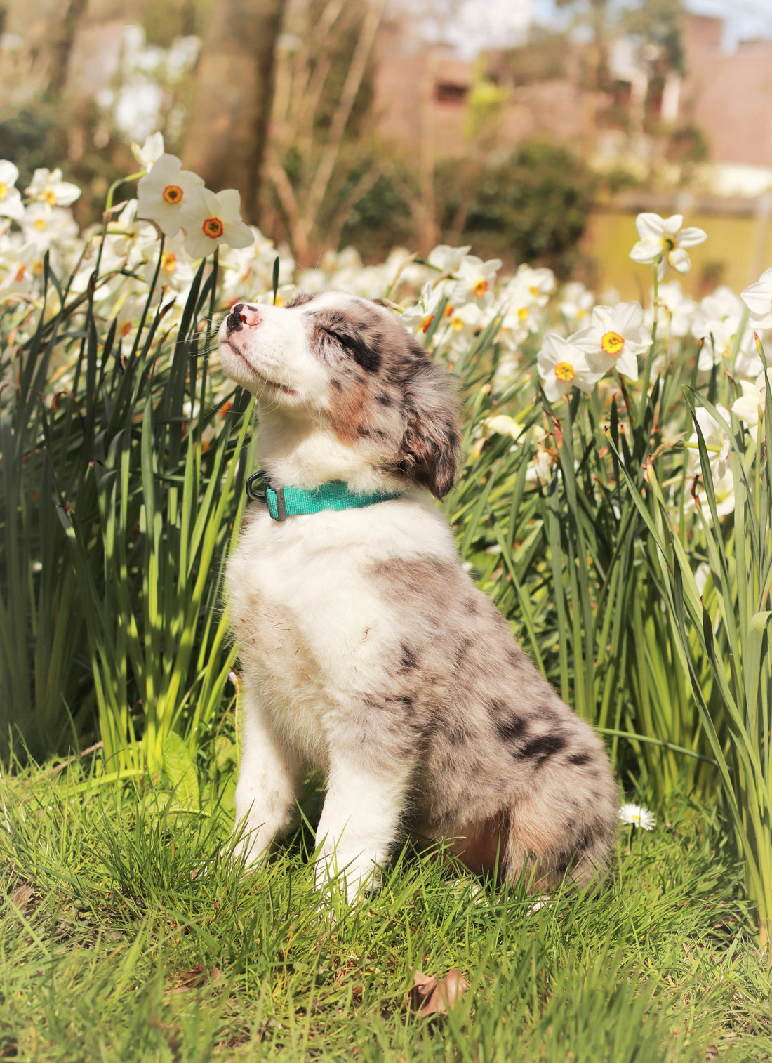 The Importance of Comfort in Dog Care: How Physical Comfort Shapes Behavior and Well-Being
